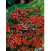 Krwawnik pospolity 'Red Velvet' | Achillea millefolium