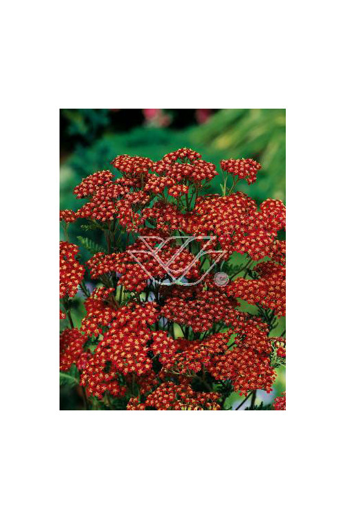 Krwawnik pospolity 'Red Velvet' | Achillea millefolium
