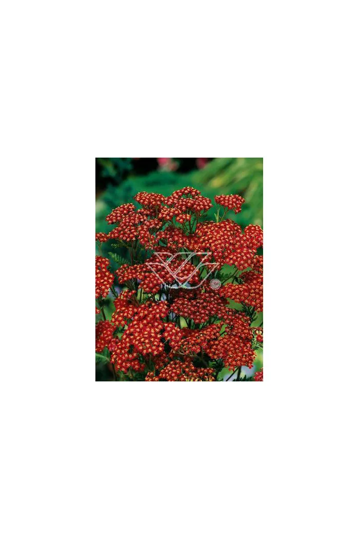 Krwawnik pospolity 'Red Velvet' | Achillea millefolium