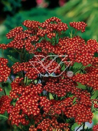 Krwawnik pospolity 'Red Velvet' | Achillea millefolium