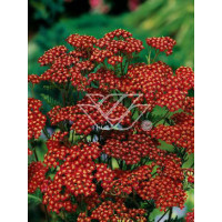 Krwawnik pospolity 'Red Velvet' | Achillea millefolium