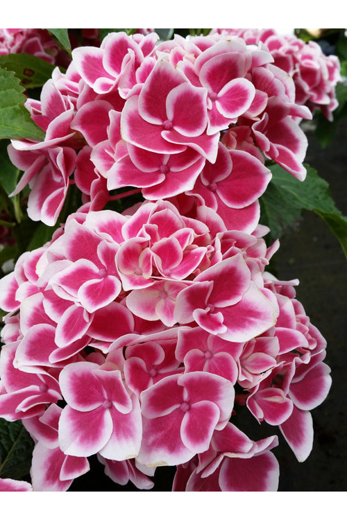 Hortensja 'Camilla' | Hydrangea macrophylla