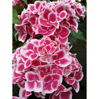 Hortensja 'Camilla' | Hydrangea macrophylla