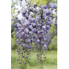 Glicynia kwiecista 'Violacea Plena' | Wisteria floribunda