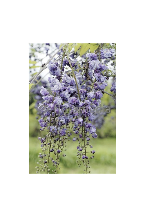 Glicynia kwiecista 'Violacea Plena' | Wisteria floribunda