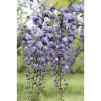 Glicynia kwiecista 'Violacea Plena' | Wisteria floribunda