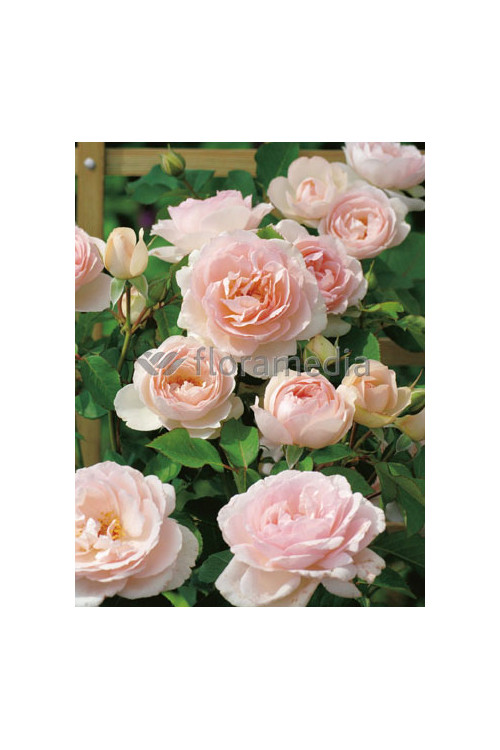 Róża 'Clair Renaissance' (wielkokwiatowa, pachnąca) Rosa