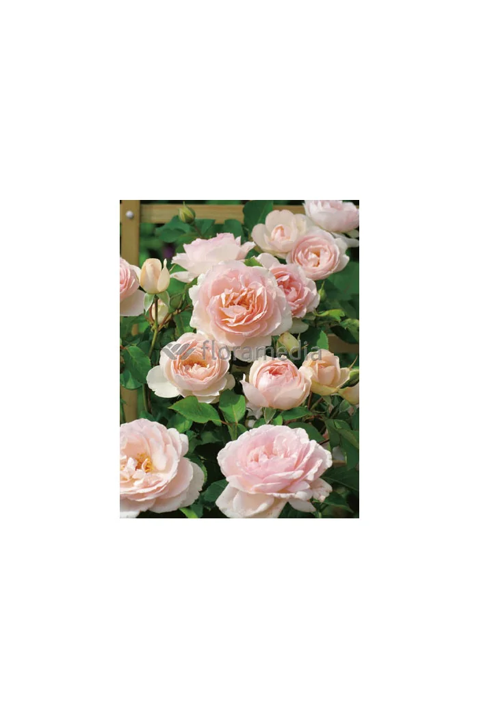 Róża 'Clair Renaissance' (wielkokwiatowa, pachnąca) Rosa