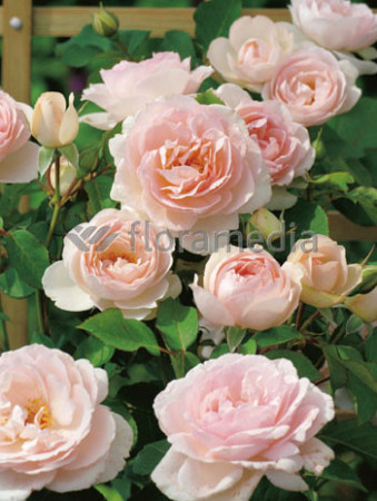 Róża 'Clair Renaissance' (wielkokwiatowa, pachnąca) Rosa