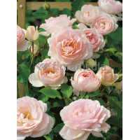 Róża 'Clair Renaissance' (wielkokwiatowa, pachnąca) Rosa