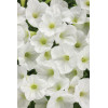 Supertunia MINI Vista 'White'