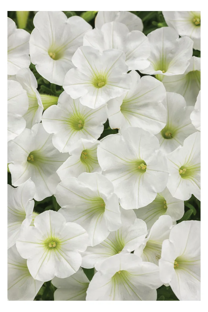 Supertunia MINI Vista 'White'