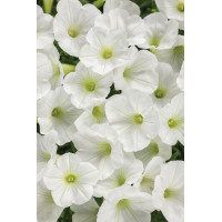 Supertunia MINI Vista 'White'