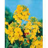 Lak 'Canaries Yellow' Erysimum hybridum