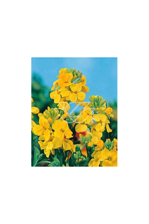 Lak 'Canaries Yellow' Erysimum hybridum