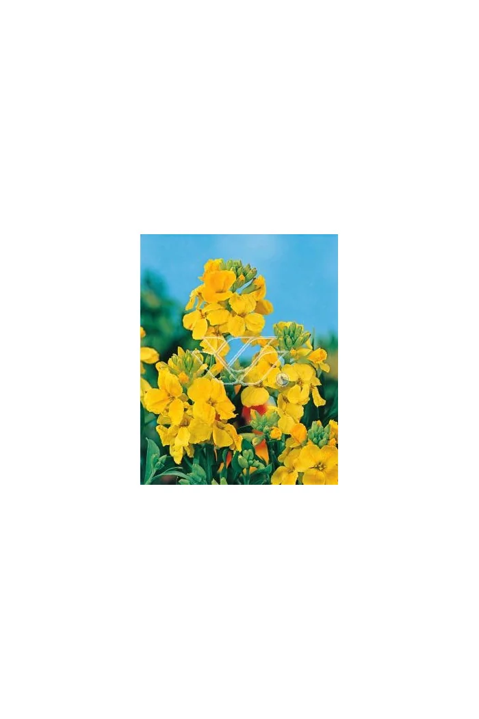 Lak 'Canaries Yellow' Erysimum hybridum