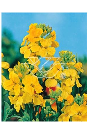 Lak 'Canaries Yellow' Erysimum hybridum