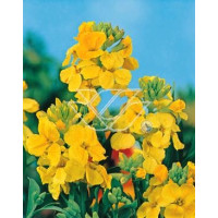 Lak 'Canaries Yellow' Erysimum hybridum