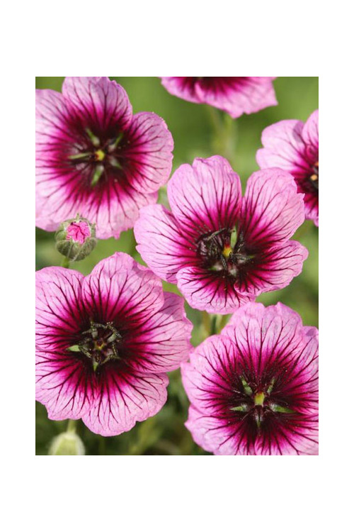 Bodziszek popielaty 'Jolly Jewel Violet' Geranium cinereum