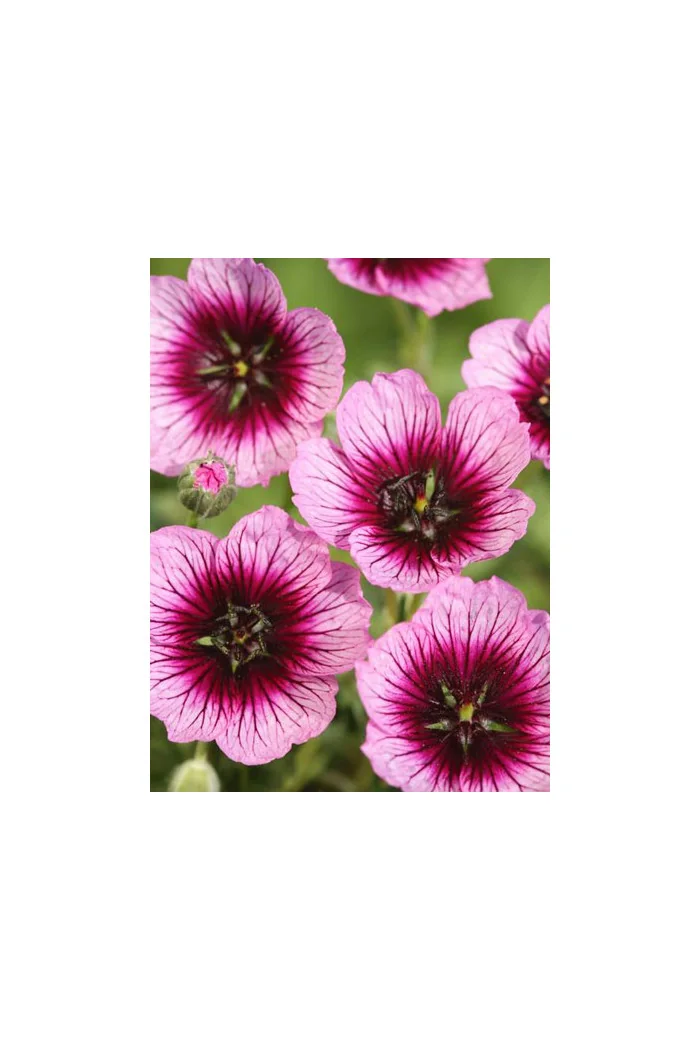 Bodziszek popielaty 'Jolly Jewel Violet' Geranium cinereum