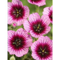 Bodziszek popielaty 'Jolly Jewel Violet' Geranium cinereum