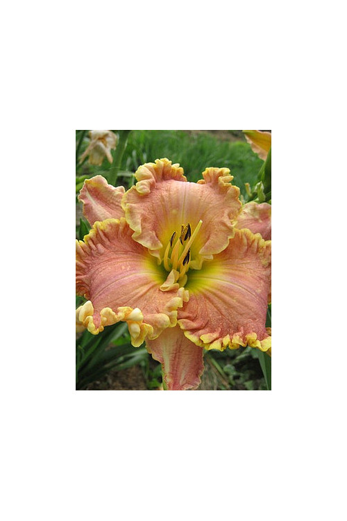 Liliowiec 'Darla Anita' Hemerocallis