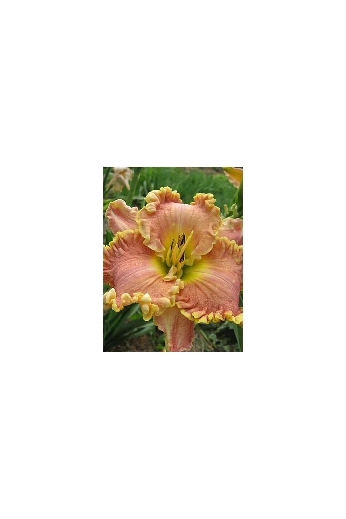 Liliowiec 'Darla Anita' Hemerocallis