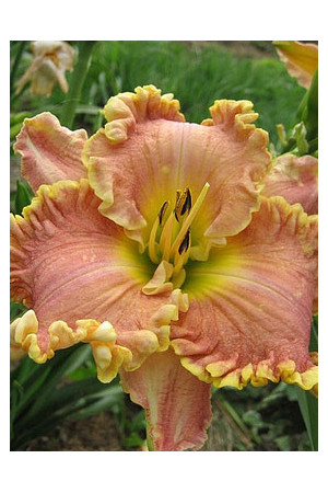 Liliowiec 'Darla Anita' Hemerocallis