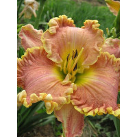 Liliowiec 'Darla Anita' Hemerocallis