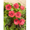 Bodziszek popielaty 'Jolly Jewel Salmon' Geranium cinereum