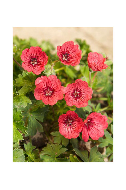 Bodziszek popielaty 'Jolly Jewel Salmon' Geranium cinereum