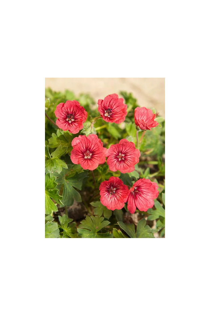 Bodziszek popielaty 'Jolly Jewel Salmon' Geranium cinereum
