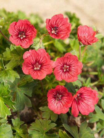 Bodziszek popielaty 'Jolly Jewel Salmon' Geranium cinereum