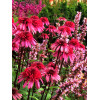 Jeżówka 'Supreme Elegance' Echinacea