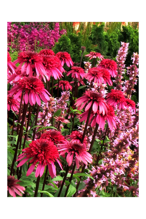 Jeżówka 'Supreme Elegance' Echinacea