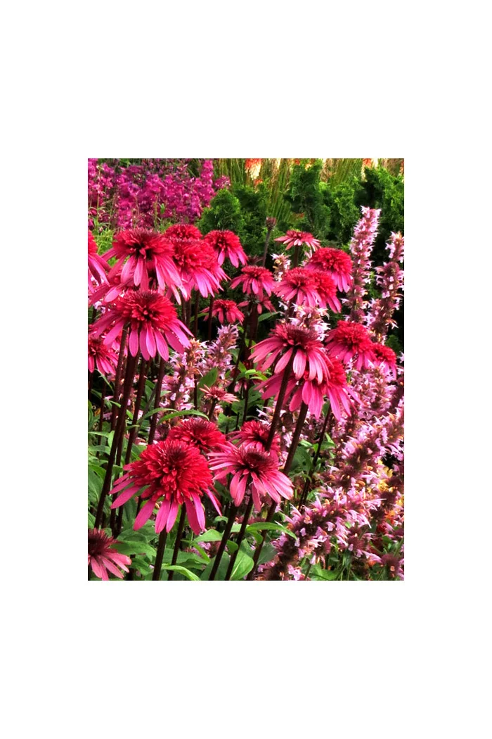 Jeżówka 'Supreme Elegance' Echinacea
