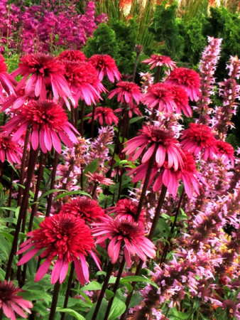 Jeżówka 'Supreme Elegance' Echinacea