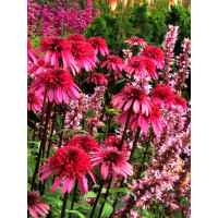 Jeżówka 'Supreme Elegance' Echinacea