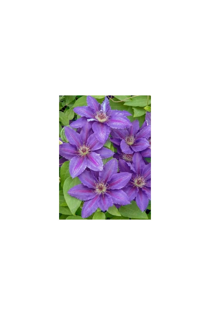 Powojnik 'Kacper' | Clematis