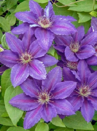 Powojnik 'Kacper' | Clematis