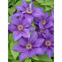 Powojnik 'Kacper' | Clematis