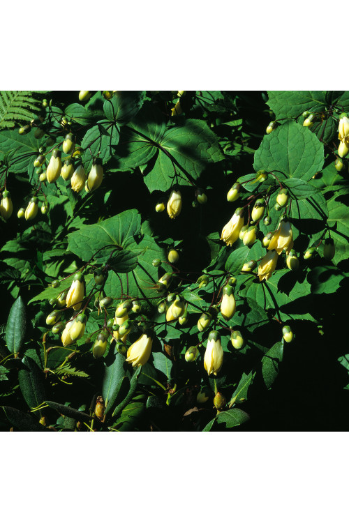 Kirengeszoma | Kirengeshoma