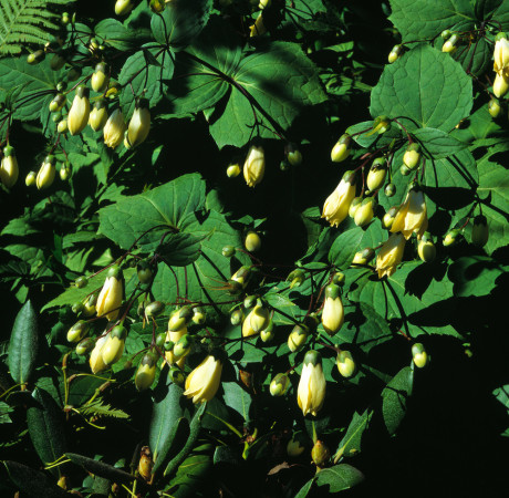 Kirengeszoma | Kirengeshoma