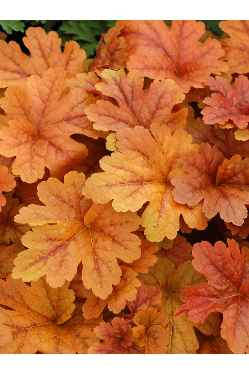 Żuraweczka 'Buttered Rum' | Heucherella