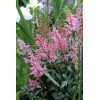tawułka, tawułka arendsa, astilbe, astilbe arendsii, tawułka różowa, tawułka Lollipop
