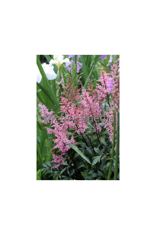 tawułka, tawułka arendsa, astilbe, astilbe arendsii, tawułka różowa, tawułka Lollipop