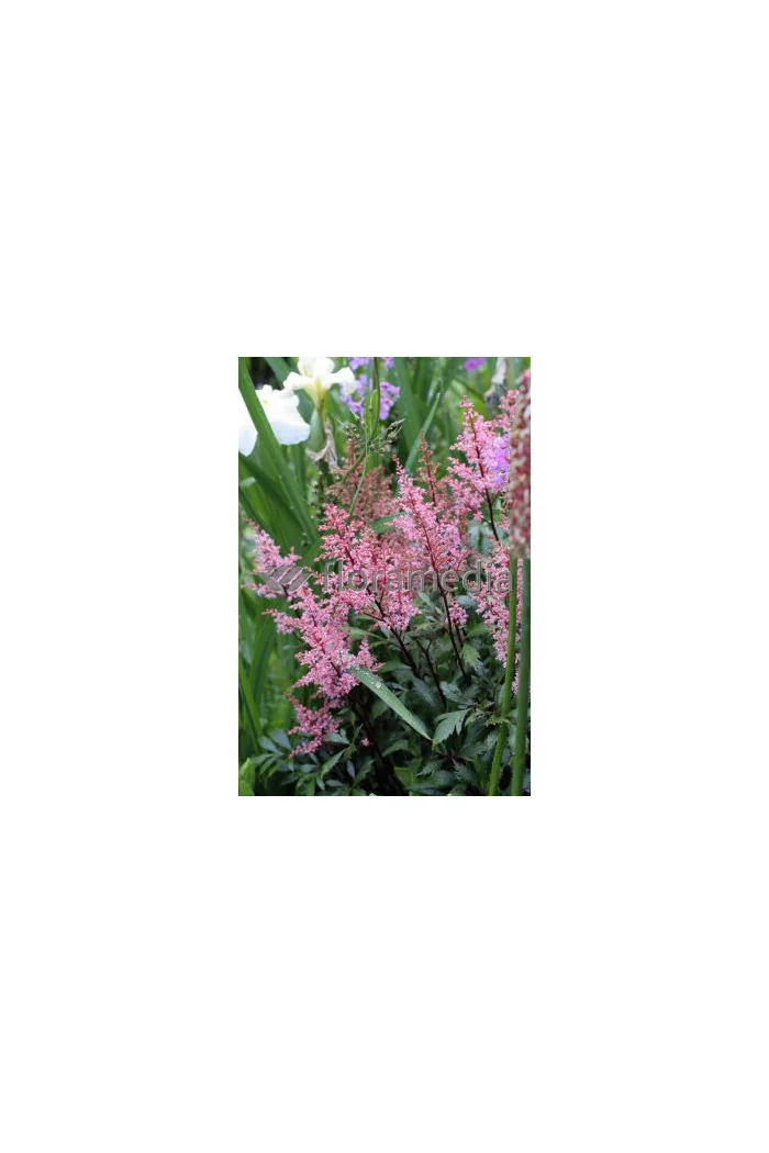 tawułka, tawułka arendsa, astilbe, astilbe arendsii, tawułka różowa, tawułka Lollipop