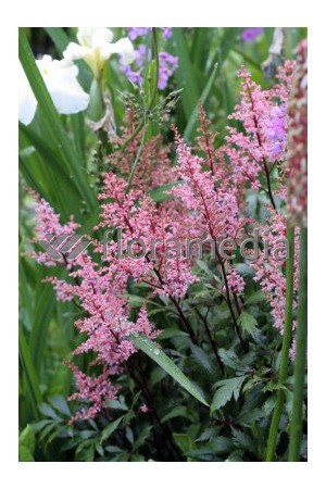 tawułka, tawułka arendsa, astilbe, astilbe arendsii, tawułka różowa, tawułka Lollipop
