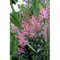 tawułka, tawułka arendsa, astilbe, astilbe arendsii, tawułka różowa, tawułka Lollipop