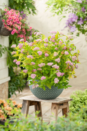 Tawuła 'Big Bang Tracy' | Spirea